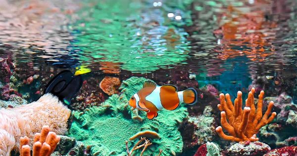 Kristal Berraklığında Akvaryum Suyu