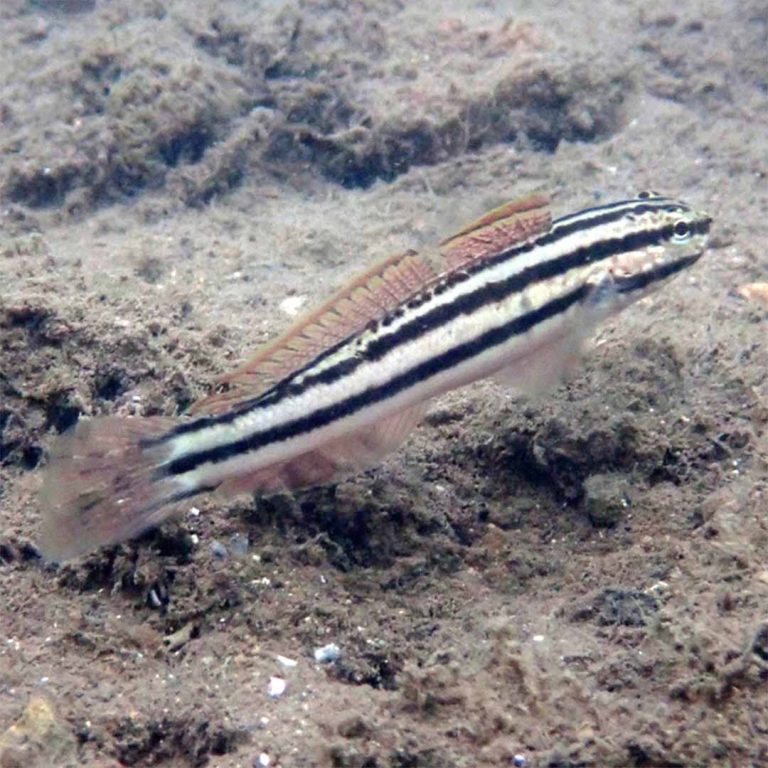 Link's Goby / Amblygobius linki