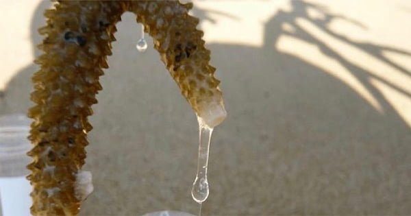 Mercan Mukusu (Coral Slime) Nedir?