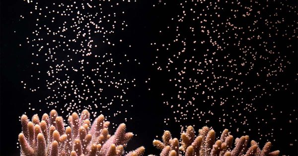 Mercan Yumurtlaması