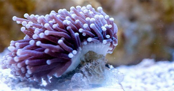 Mercanlarda Polip Ayrılması Nedir? Nasıl Tedavi Edilir?