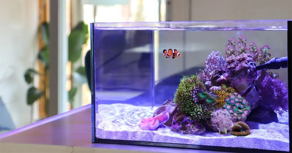 Nano Akvaryum Kurulumu