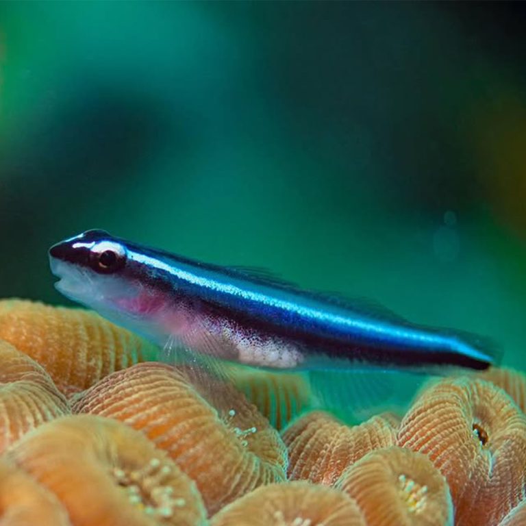 Neon Blue Goby / Elacatinus oceanops