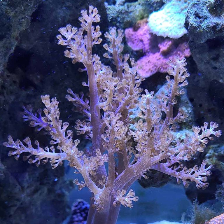 Neon Pineapple Tree Coral / Capnella sp