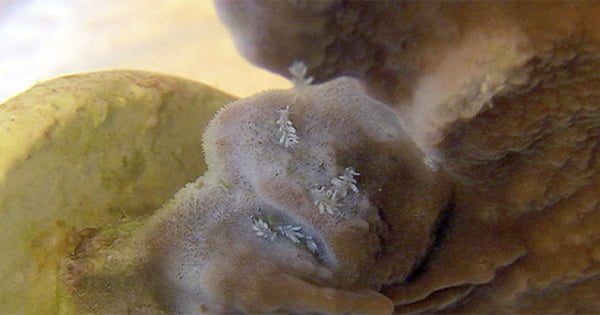 Montipora Katili Nudibranchs Zararlısı