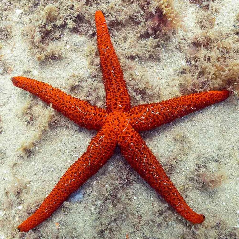 Orange Sea Star / Echinaster spinulosus