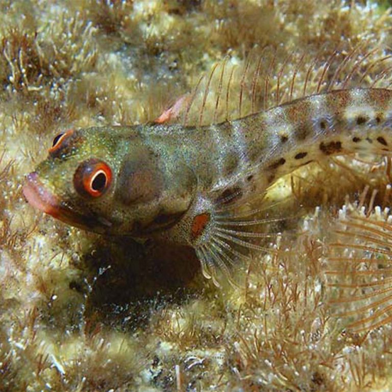 Panamic Barnacle Blenny / Acanthemblemaria hancocki