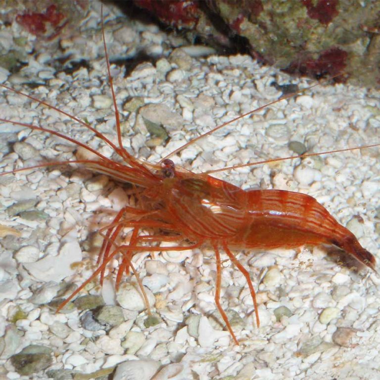 Peppermint Shrimp - Lysmata wurdemanni