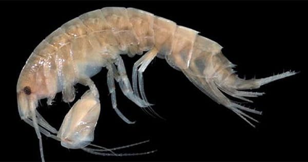 ''Pod'' Diye Bir şey Yok! Şaşırtıcı Ama Gerçek