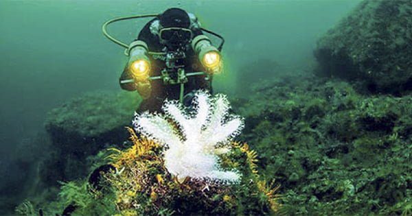 Prens Adaları Kıyılarındaki Mercan Toplulukları