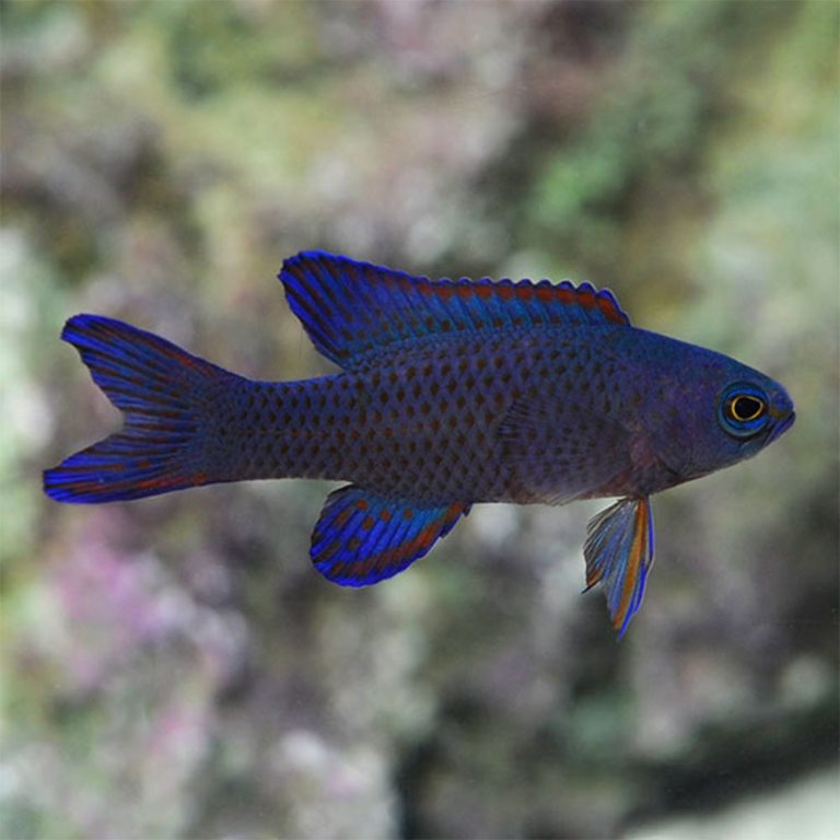 Randall's Assessor Basslet / Assessor randalli