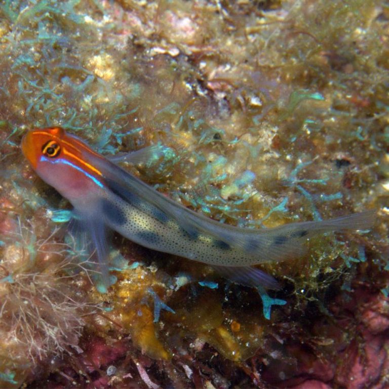 Red Head Goby / Elacatinus puncticulatus