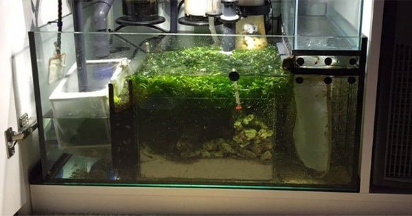 Refugium Nedir? Nasıl Kurulur? Ne İşe Yarar?