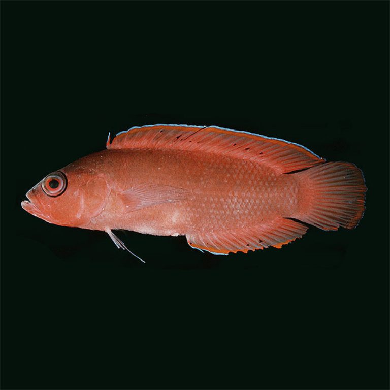 Ring Eyed Dottyback (Pseudoplesiops typus)