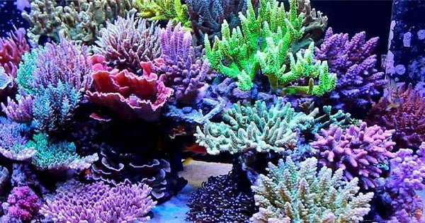 Sert Mercanlar İçin Başlangıç Rehberi