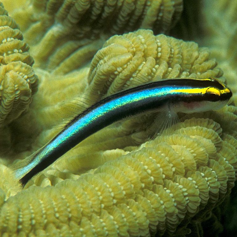 Sharknose Goby / Elacatinus evelynae