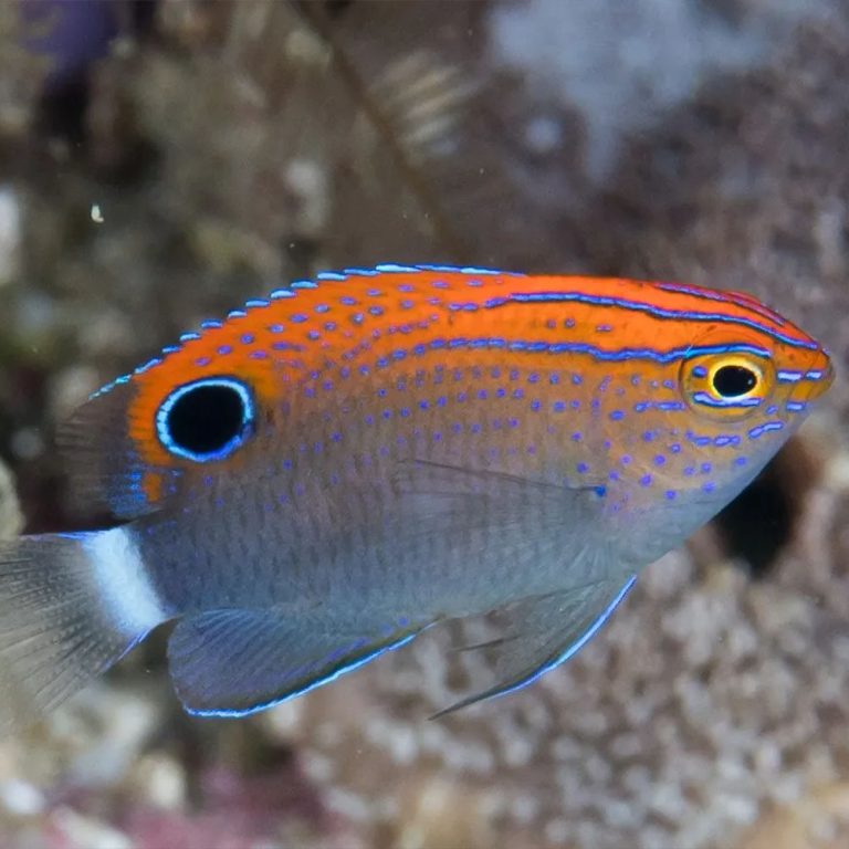 Speckled Damsel / Pomacentrus bankanensis