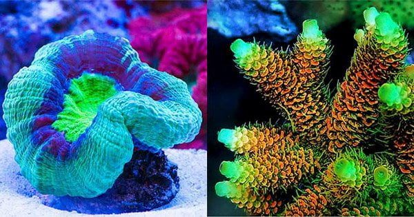 SPS ve LPS Mercanlar Nasıl Beslenir?