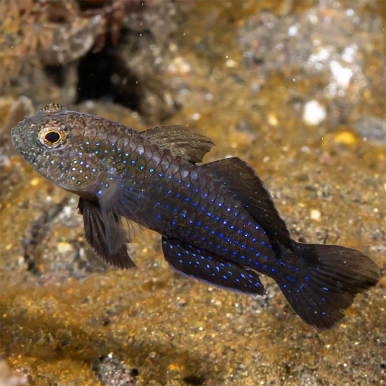 Starry Goby / Asterropteryx semipunctatus