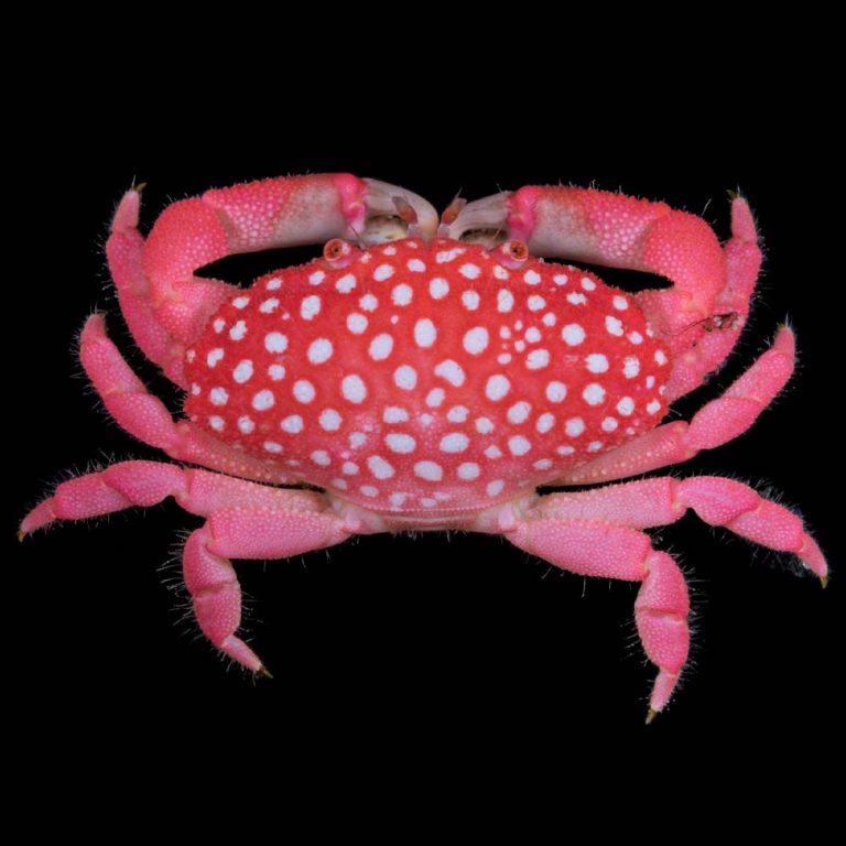 Strawberry Crab / Neoliomera pubescens