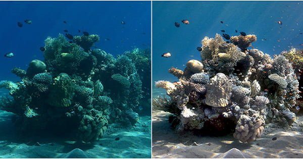 Su Altı Fotoğrafçılığı Artık Çok Daha Gerçekçi