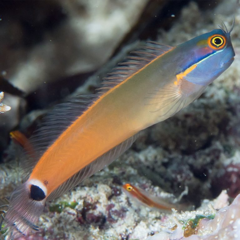 Tail Spot Blenny / Ecsenius stigmatura