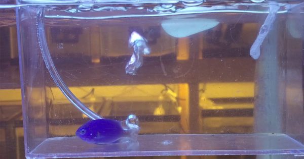 Tatlı Su Banyosu Nedir ve Neden Uygulanır?