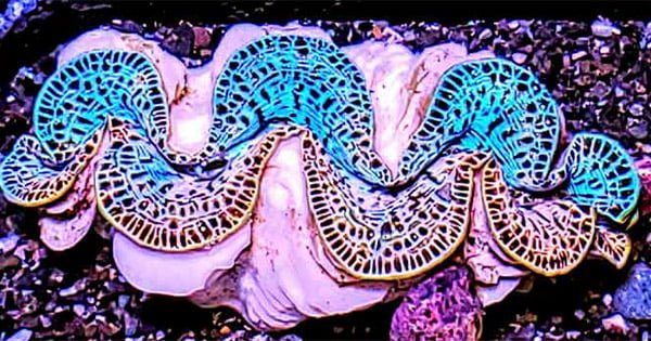 Tridacna Bakımı Ve Satın Alma Rehberi