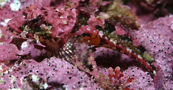 Coralline Algae'lerin Rolü Ve Önemi Nedir?