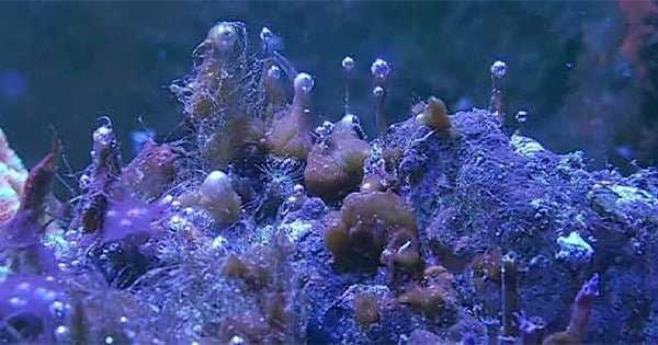 Tuzlu Su Akvaryumlarında Dino (Dinoflagellates)