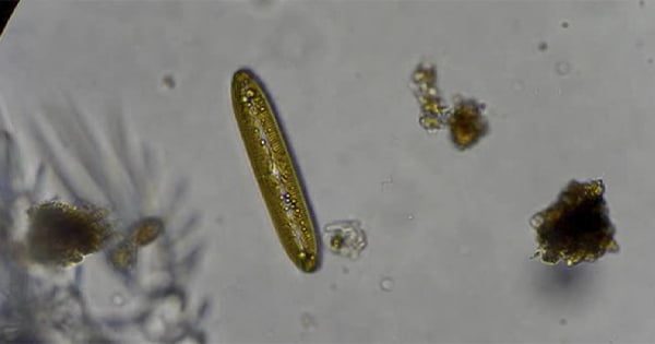 Akvaryumlarda Azot Döngüsü (Cycle) Nedir?