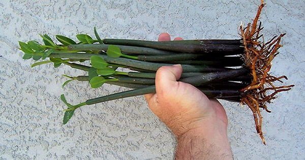 Tuzlu Su Akvaryumlarında Mangrov Kullanımı