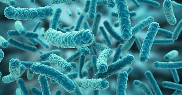 Tuzlu Su Akvaryumu Bakterileri