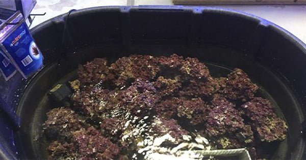 Canlı Kaya Seçimi Nasıl Yapılır?