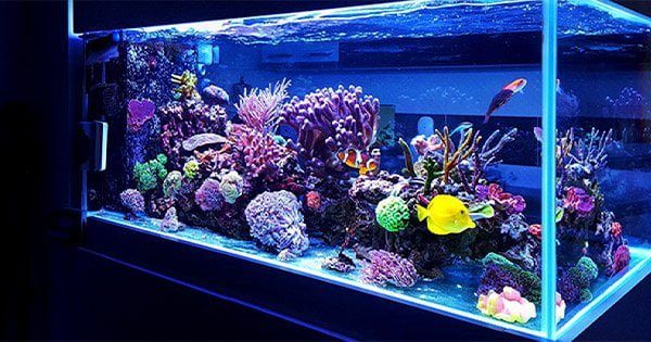 Tuzlu Su Akvaryumu Taşımak Bölüm 1: Planlama