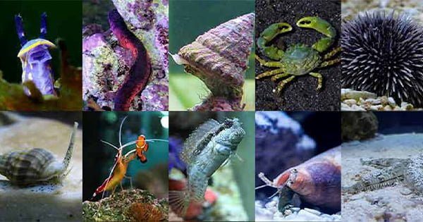 Temizlik Ekibi! Akvaryumun Görünmez İşçileri