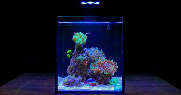 tuzlu-su-akvaryumuna-yeni-baslayanlarin-sordugu-10-soru