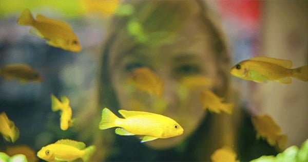 Balık Seçimi Akvaryumlarda Nasıl Yapılır?