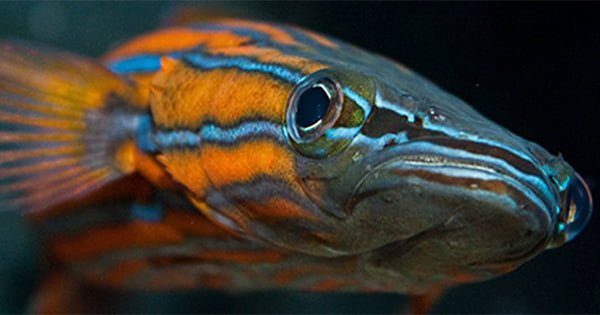 Akvaryumda Beslenen En Pahalı 10 Balık