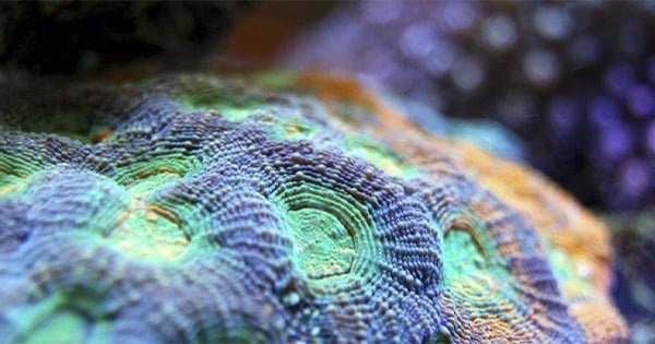 Tuzlu Su Akvaryumu Mercan Seçimi