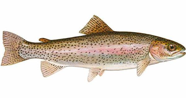 Tuzlu Su Balıkları Neden Tatlı Suda Yaşayamaz?