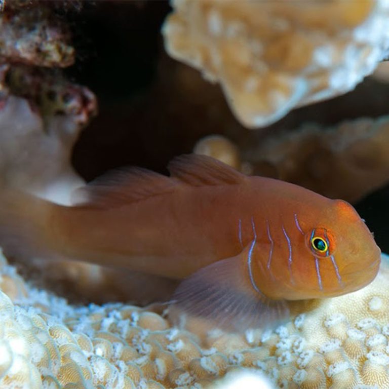 Warthead Goby - Paragobiodon modestus