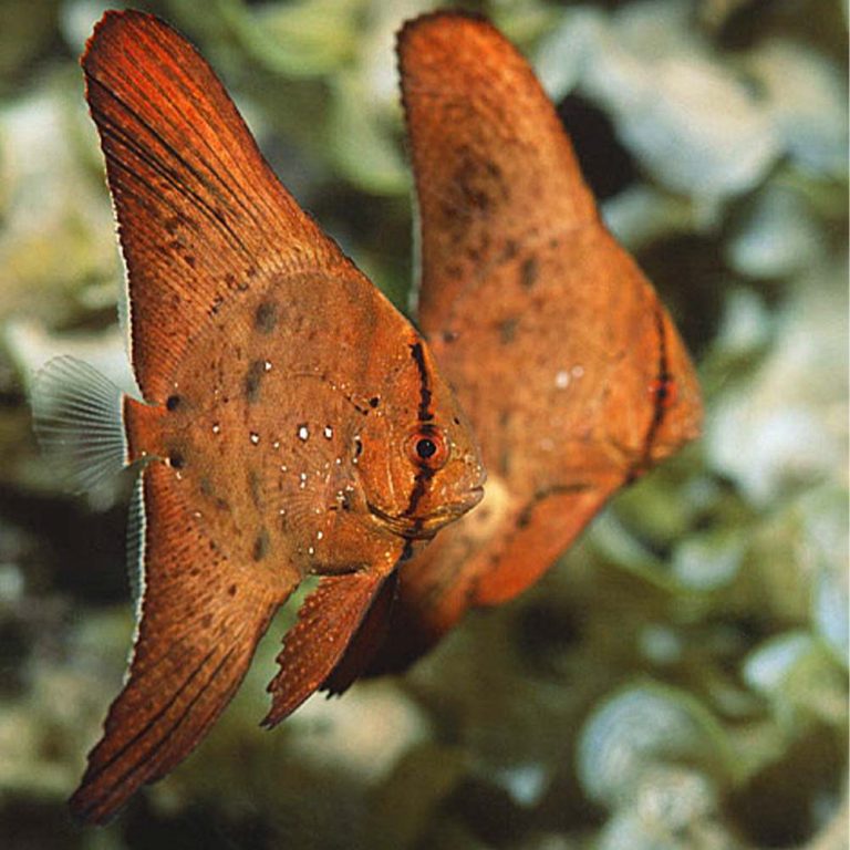 Yavru Orbiculate Batfish / Platax orbicularis)