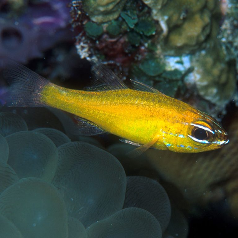 Yellow Cardinalfish / Ostorhinchus luteus