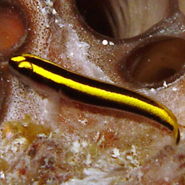 Yellow Line Goby / Elacatinus Figaro