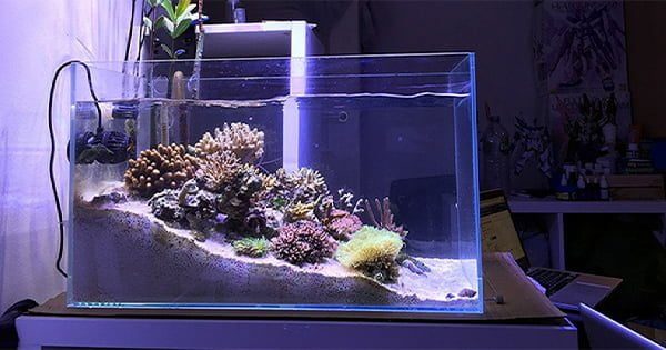 Yeni Akım Nano Akvaryumlar Ve Geleceği