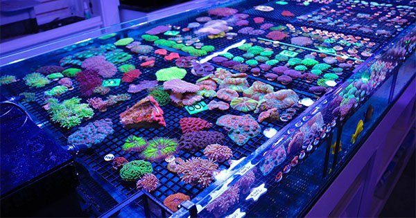 Yeni Başlayanlara Mercan Satın Alma Rehberi