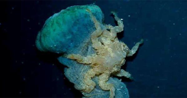 Zoa Örümceği, Bir Bilim Kurgu Hikayesi