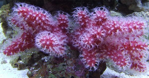 Fotosentetik Olmayan Mercanlar (NPS) Rehberi