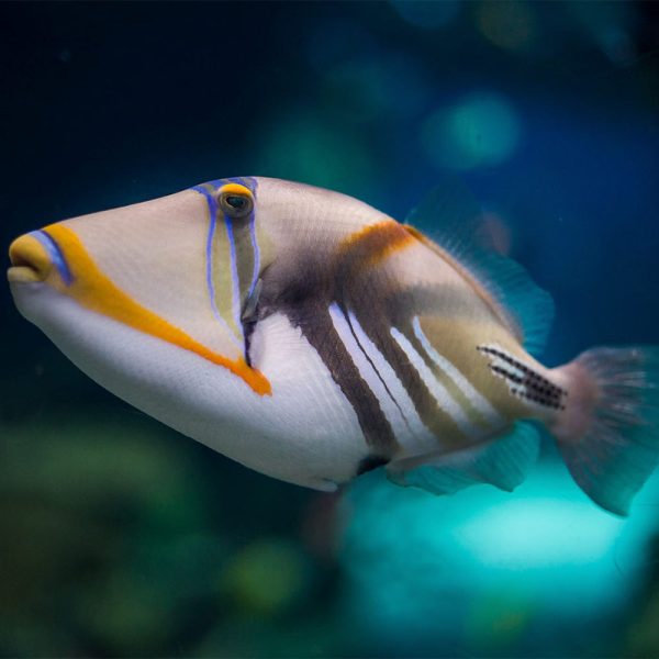 Humu Picasso Triggerfish / Rhinecanthus aculeatus